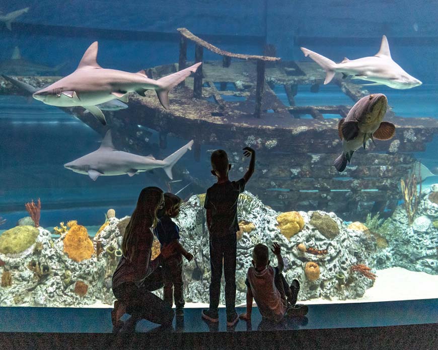 Go Wild with the Kids! My Corpus Christi No-Fail Family Adventure Guide